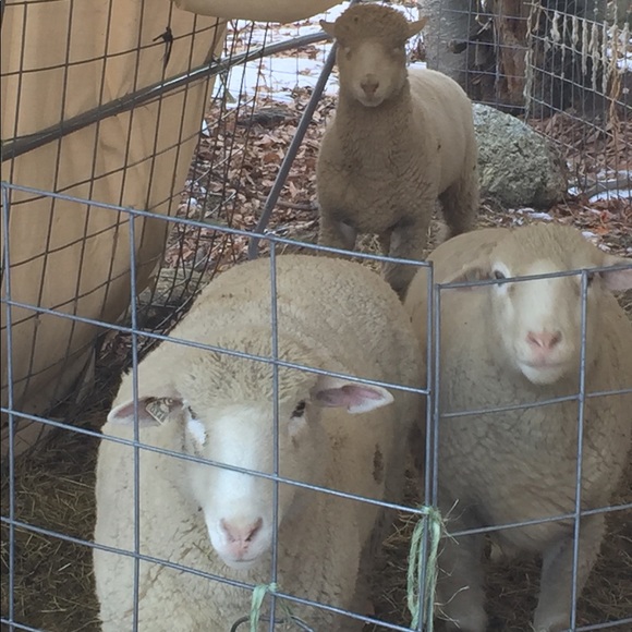 So many Styles...Too much Sauce😎 - Picture 3 of 8